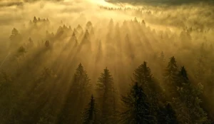 Aerial view of a forest at sunrise with golden light streaming through mist, creating long shadows across the tops of evergreen trees.