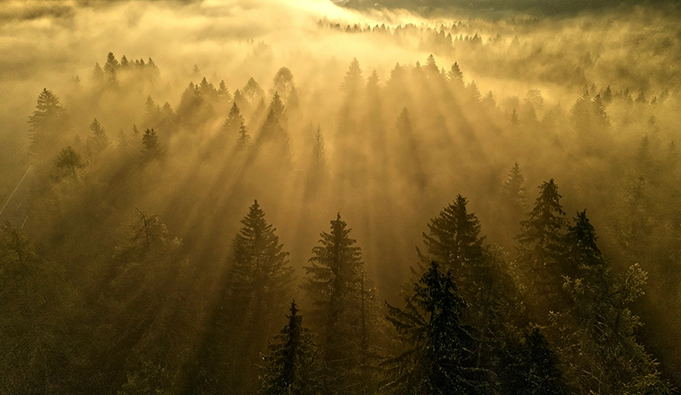 Aerial view of a forest at sunrise with golden light streaming through mist, creating long shadows across the tops of evergreen trees.
