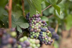Ripening grape clusters on the vine at an Oregon winery.